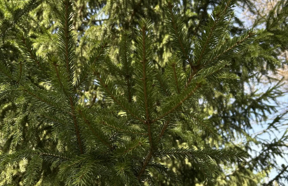 Саженец в руки — город в зелени