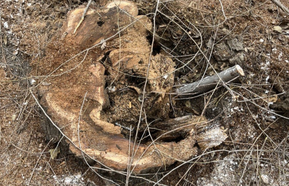 Нет другого выбора