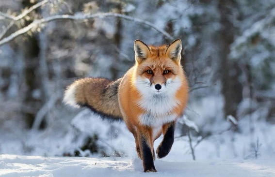 Вниманию жителей