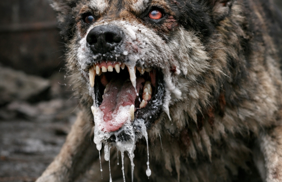 Профилактика бешенства