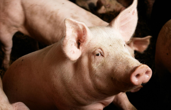 Антивирусный проект