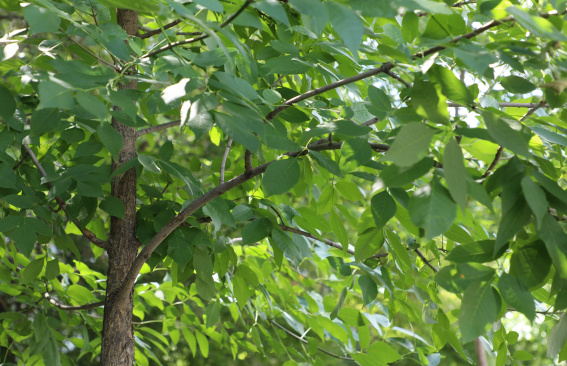 Оберегая природу