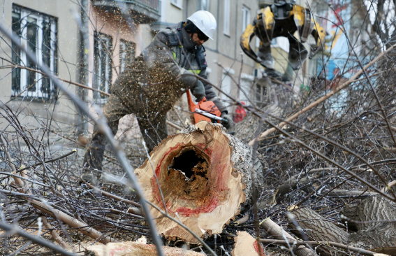 На их месте появятся молодые саженцы