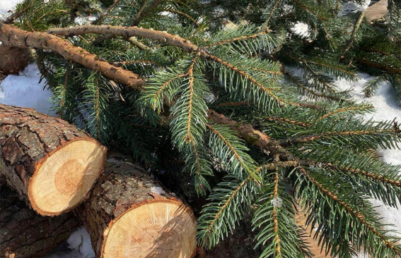 Елки, сдавайтесь!