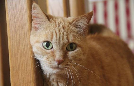 Важное уведомление для владельцев домашних животных